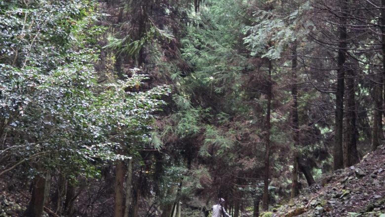 山に行っていました